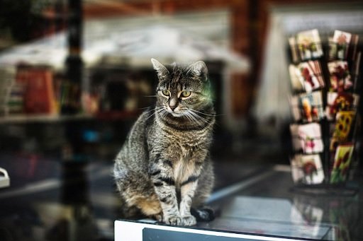 Top Quality Cat Products at Best Prices – Cat Shop Singapore